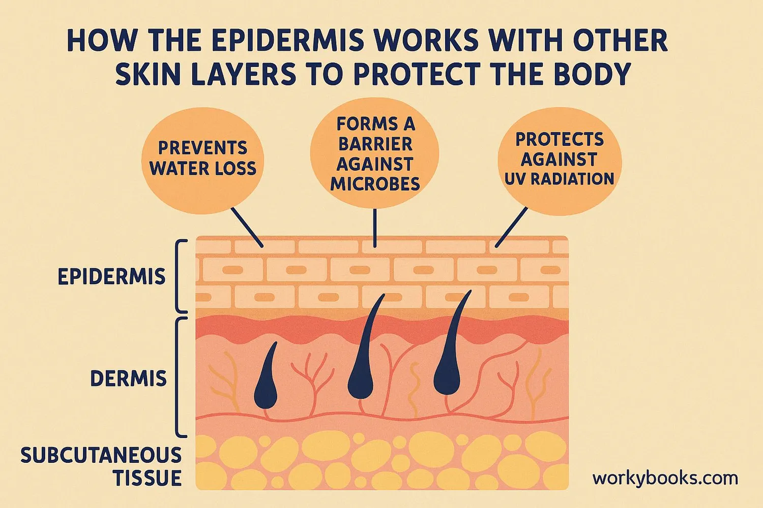 Illustrating how the epidermis works with other skin layers to protect the body