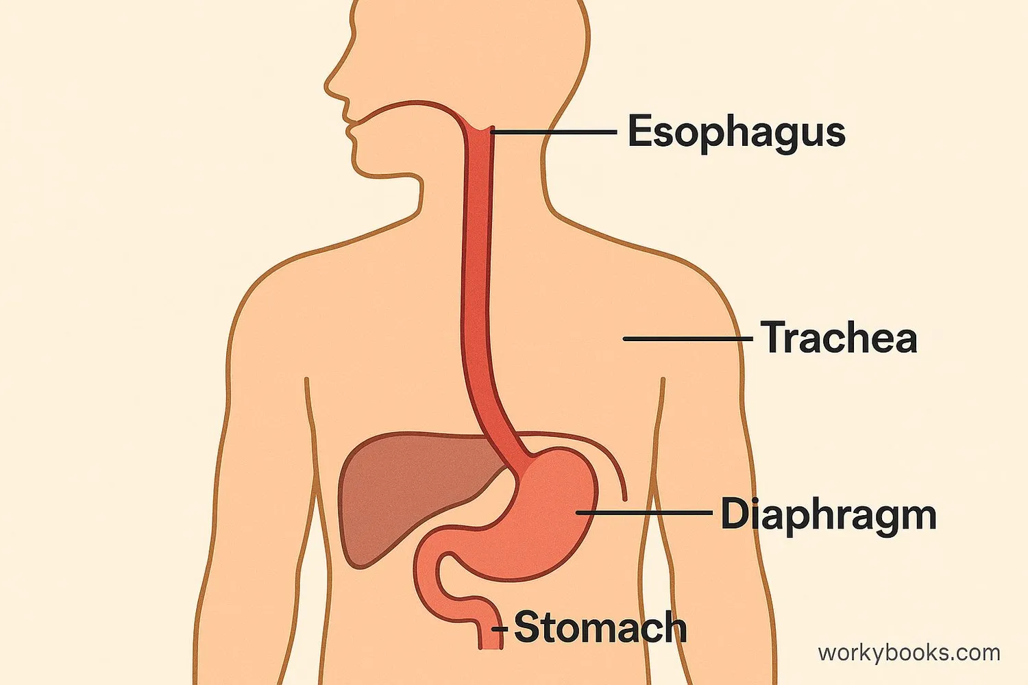 Diagram showing the esophagus location in the human body connecting mouth to stomach