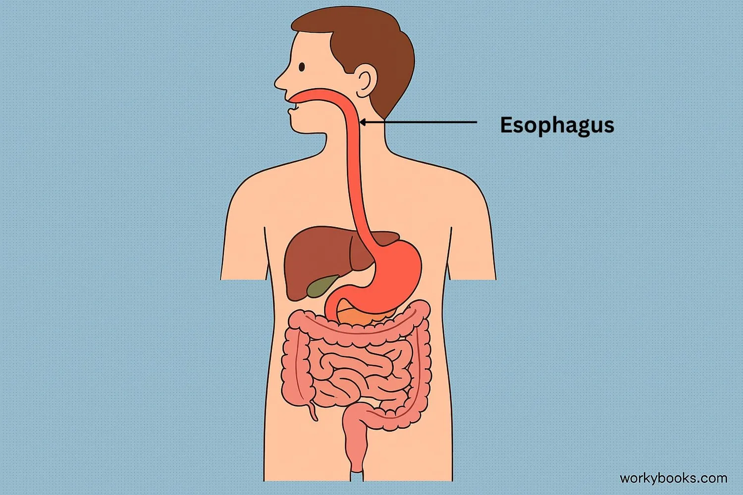 Illustration showing the esophagus as part of the complete digestive system