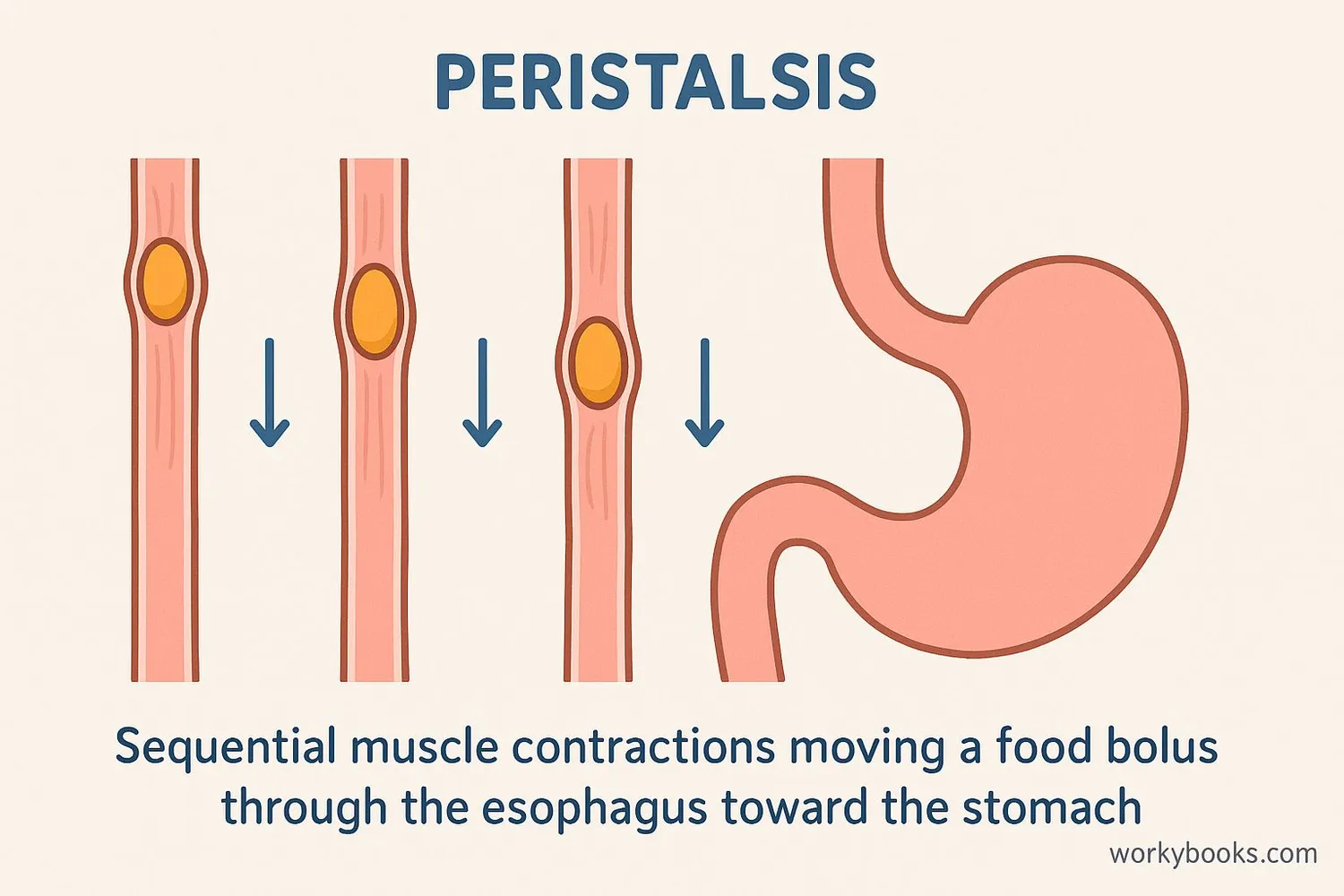 Diagram showing the process of peristalsis with food moving through the esophagus
