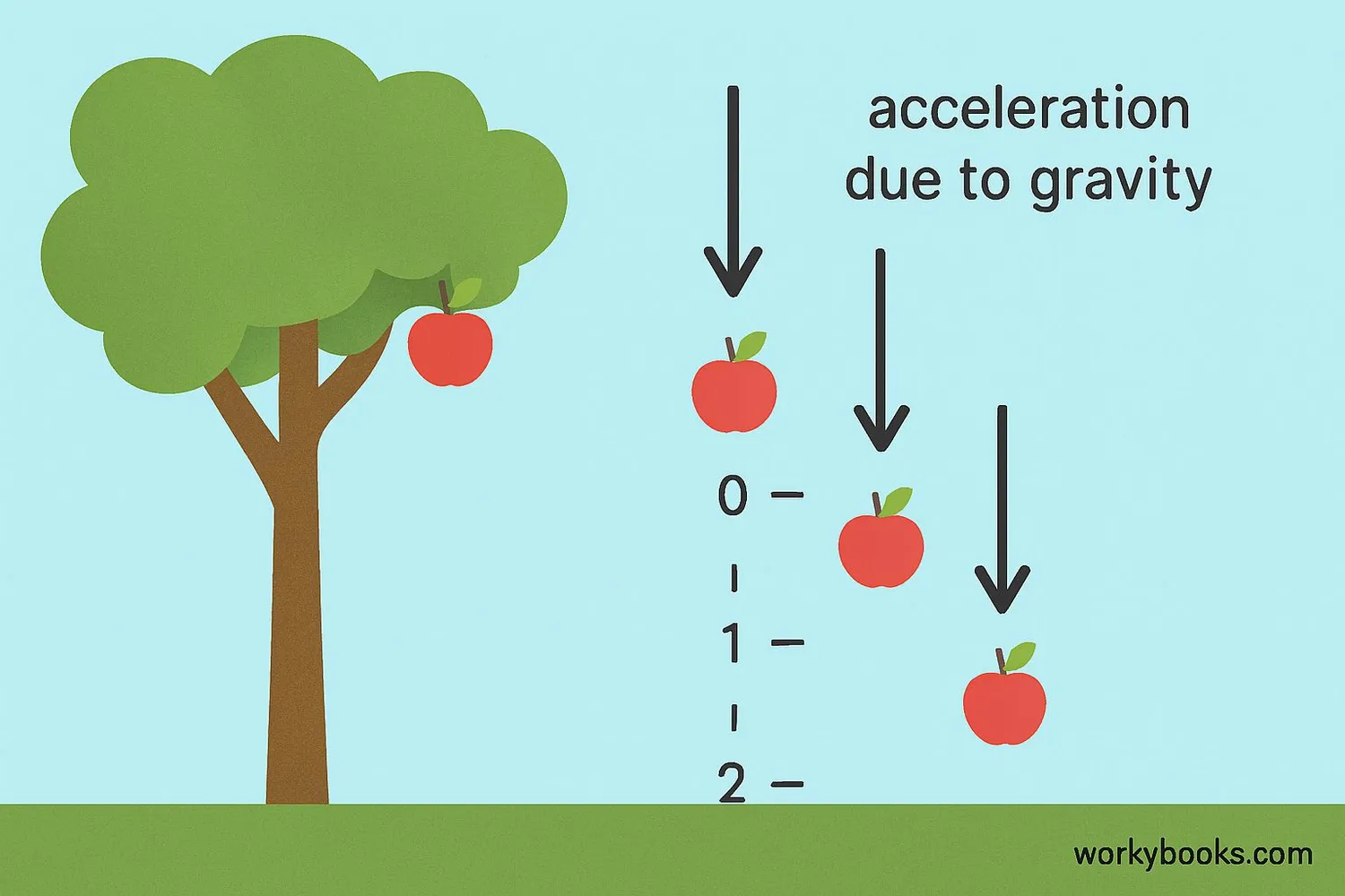 Apple falling from a tree demonstrating free fall