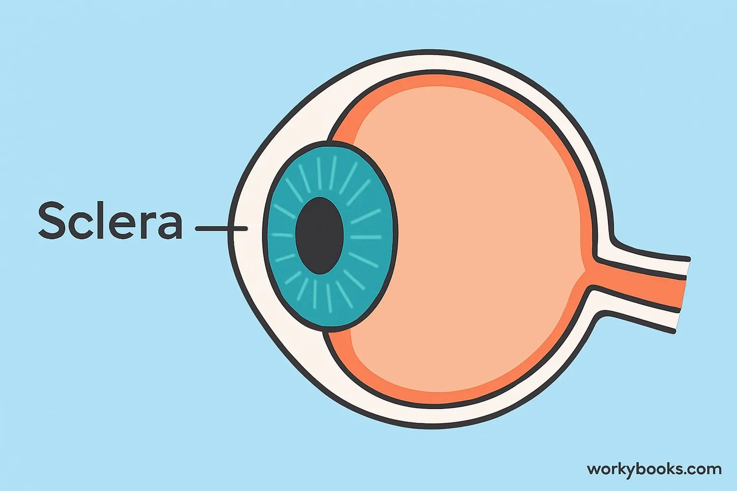 Diagram of the human eye highlighting the sclera in white