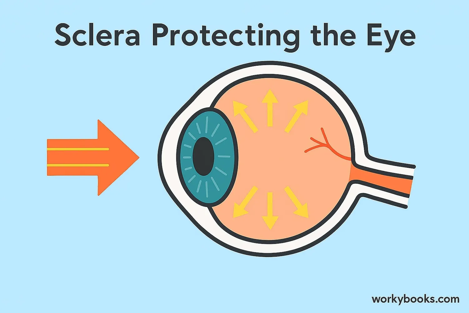 Illustration showing how the sclera protects inner eye structures from external impacts