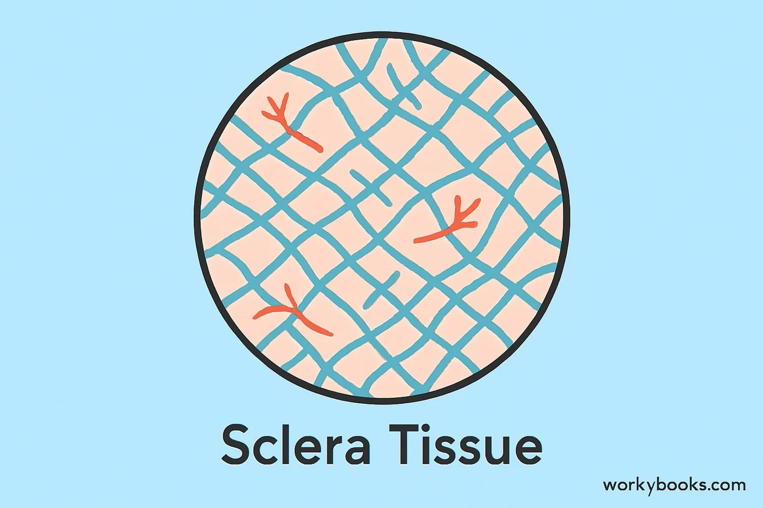 Close-up view of sclera tissue showing collagen fibers and blood vessels