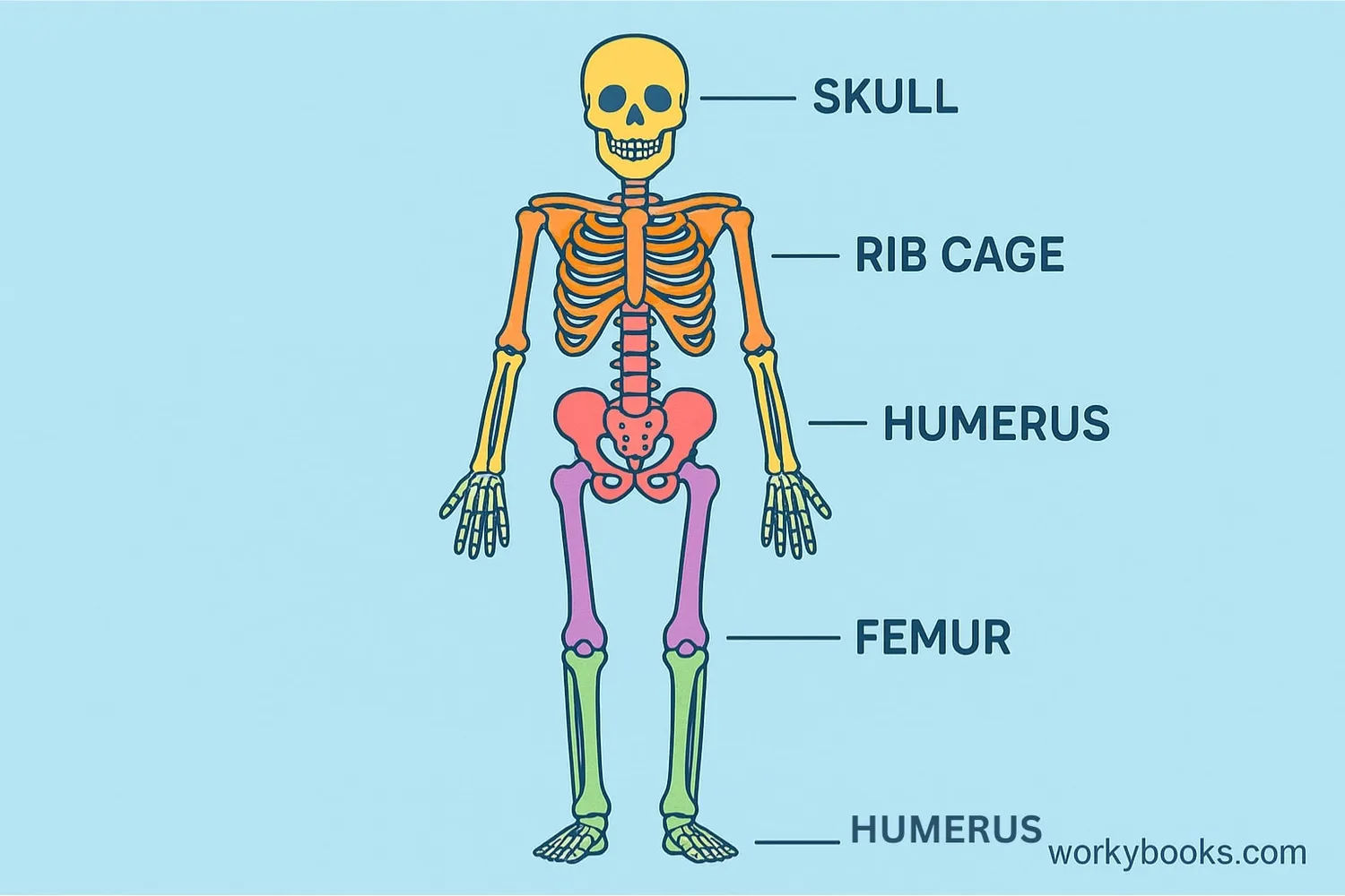 Visual representation of the human skeletal system showing major bones