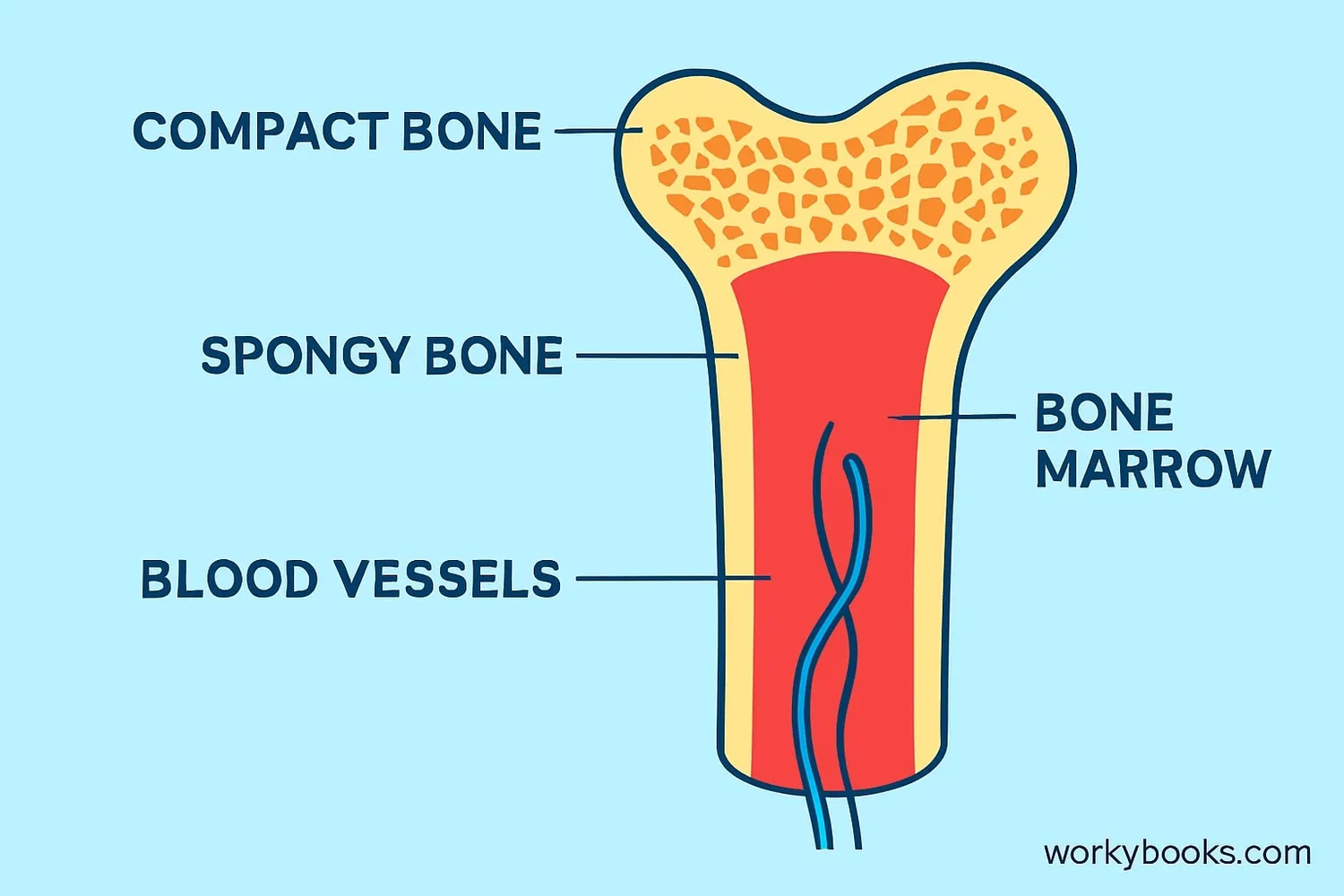 Diagram showing bone structure with compact bone, spongy bone, and bone marrow