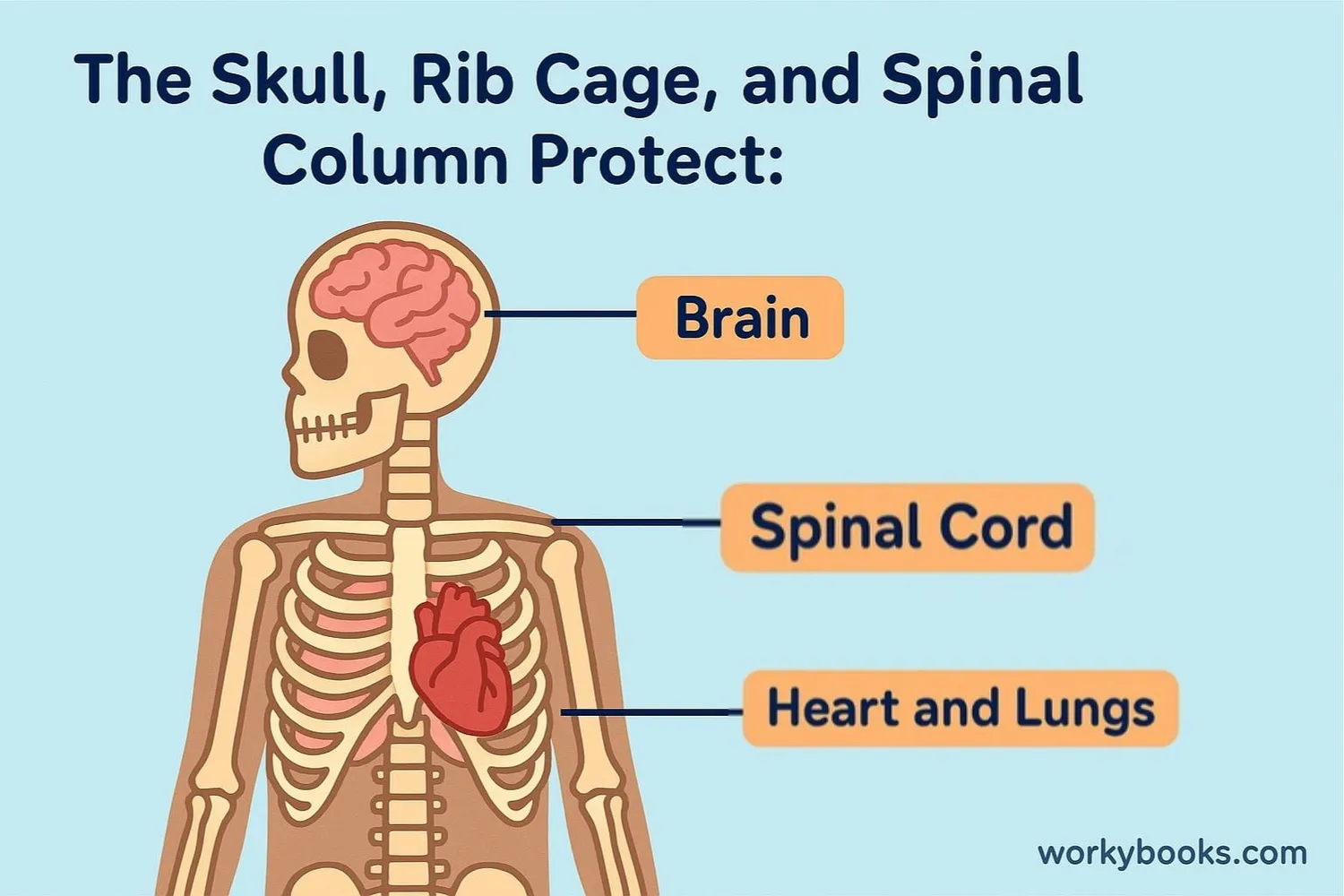 Illustration showing how the skeleton protects vital organs like brain, heart, and lungs