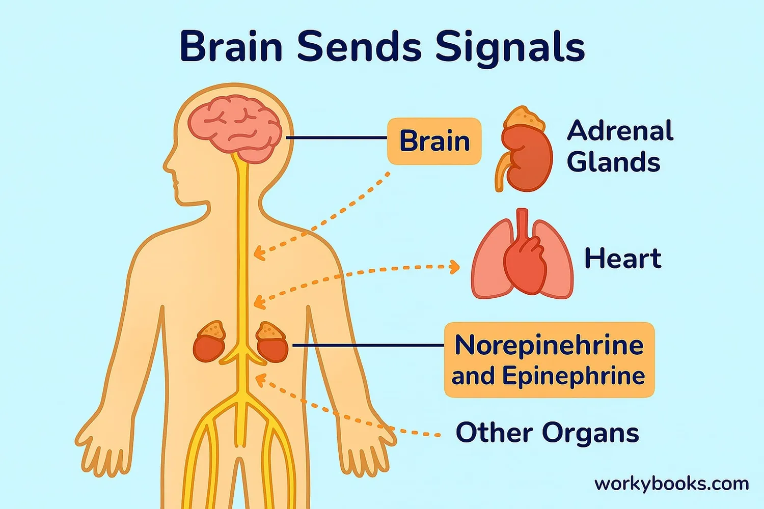 Diagram showing how signals travel from brain through nerves to various organs during stress response