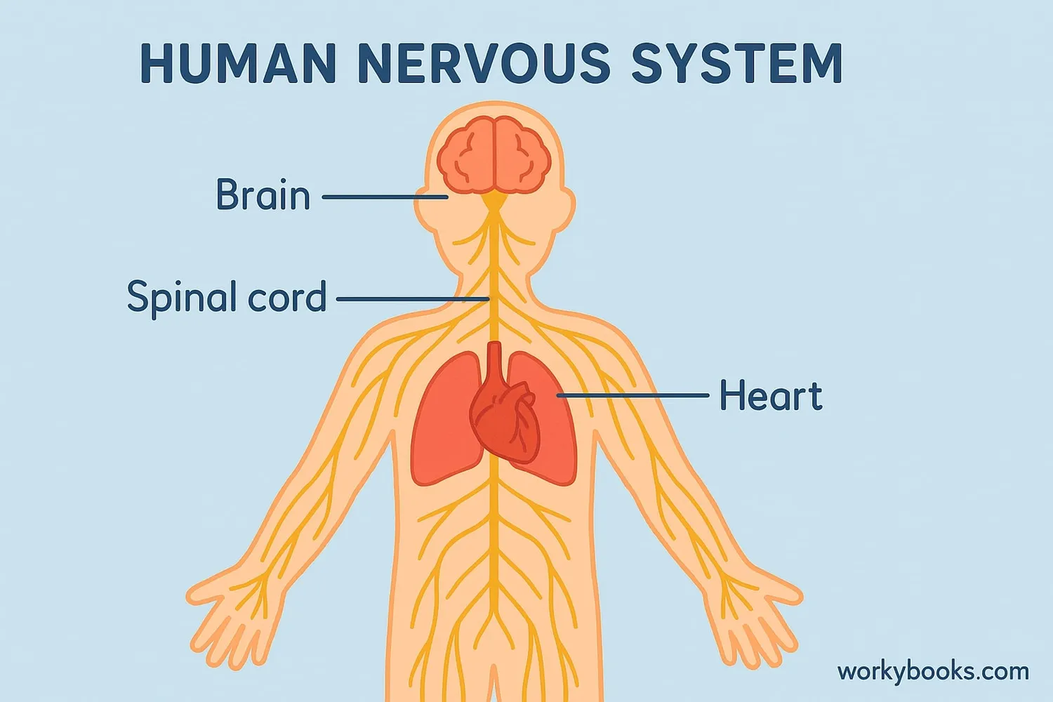 Visual representation of the nervous system showing brain, spinal cord, and nerves branching out to organs