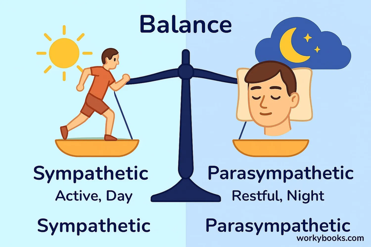 Illustration showing balance between sympathetic and parasympathetic nervous systems with day and night cycles