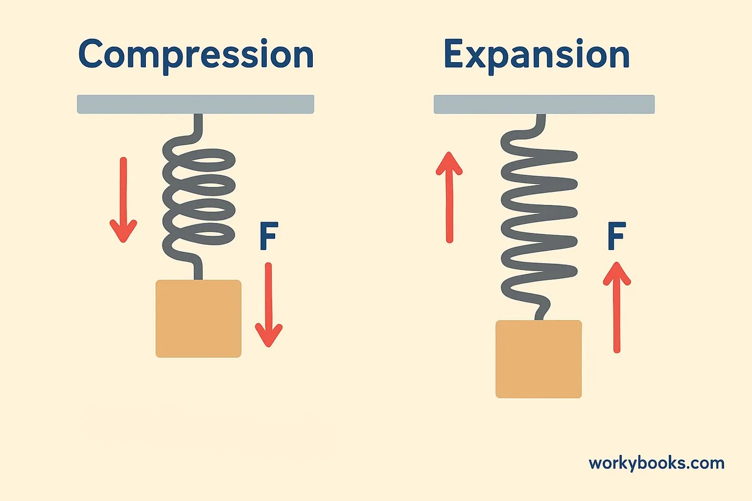 Diagram showing a spring with a mass attached, demonstrating compression and expansion with force arrows