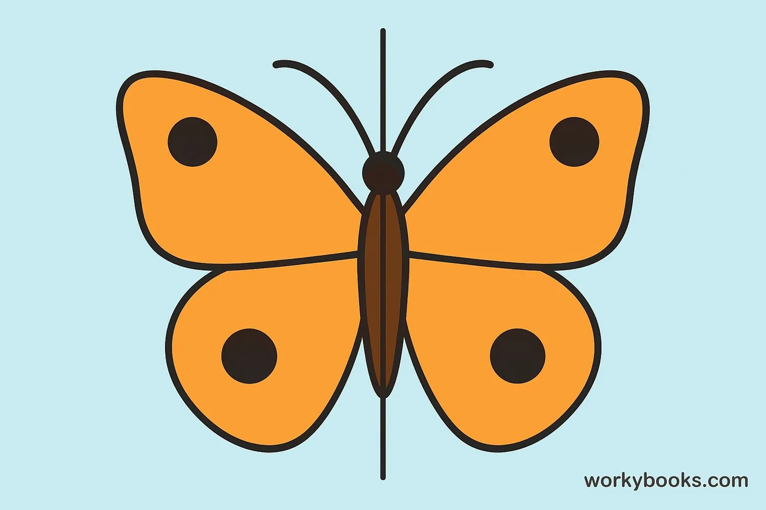 Butterfly with a line down the center showing both sides are mirror images