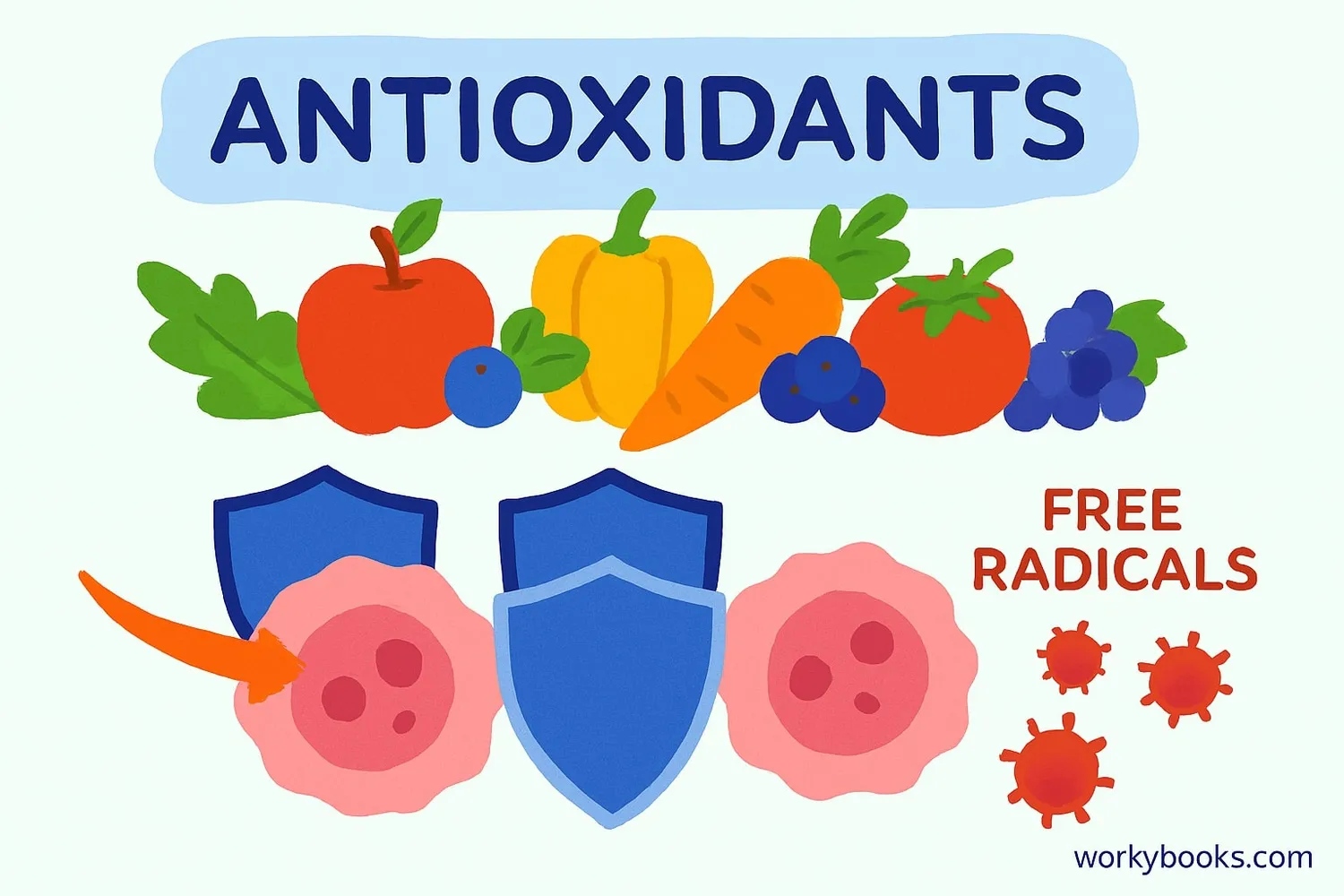 Visual representation of antioxidants protecting cells from damage