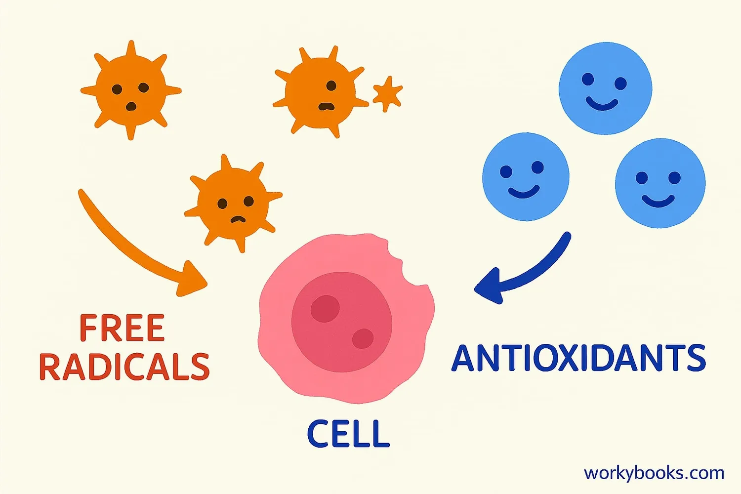 Diagram showing free radicals damaging cells and antioxidants neutralizing them