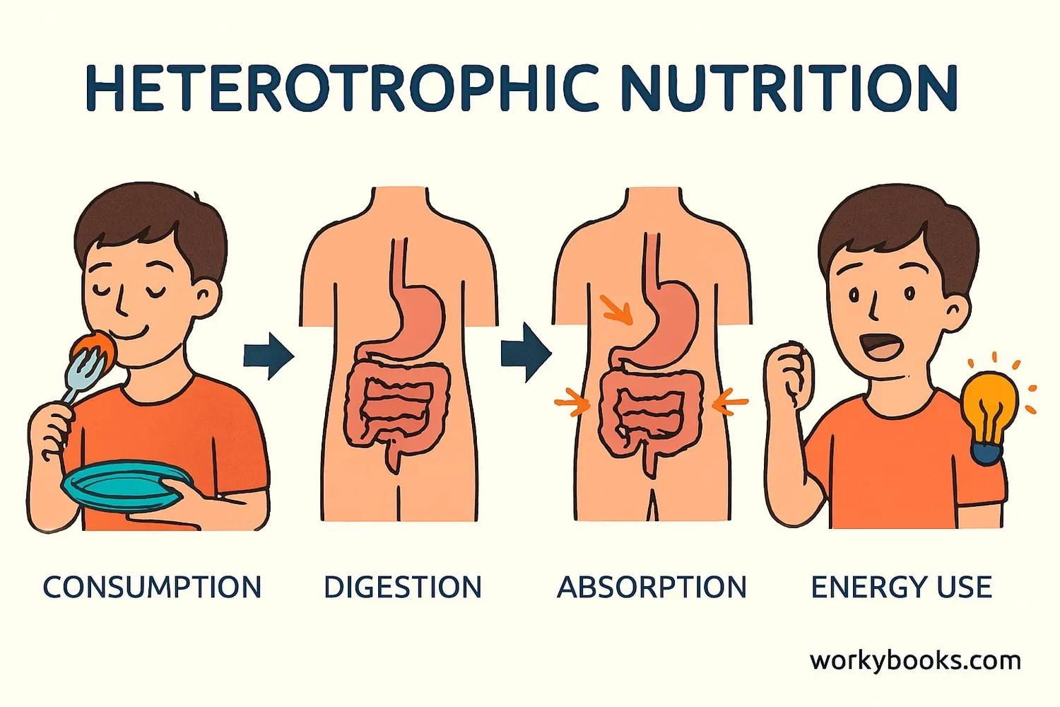 Process of heterotrophic nutrition