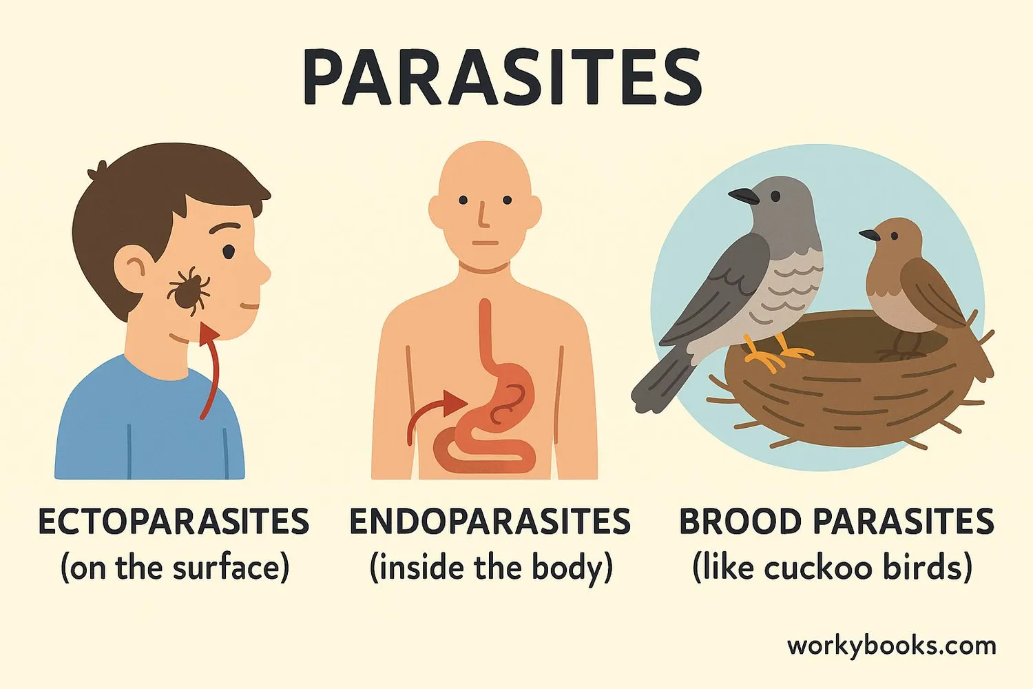 diagram showing different types of parasites: ectoparasites (on the surface), endoparasites (inside the body), and brood parasites (like cuckoo birds).