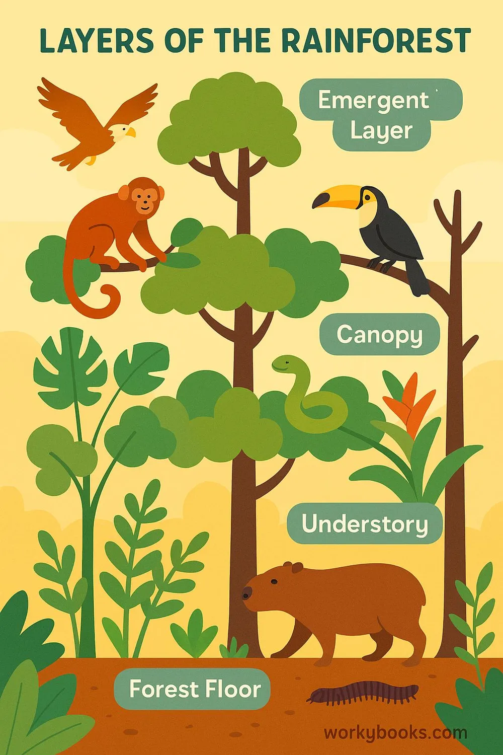 Diagram showing the four vertical layers of a rainforest: