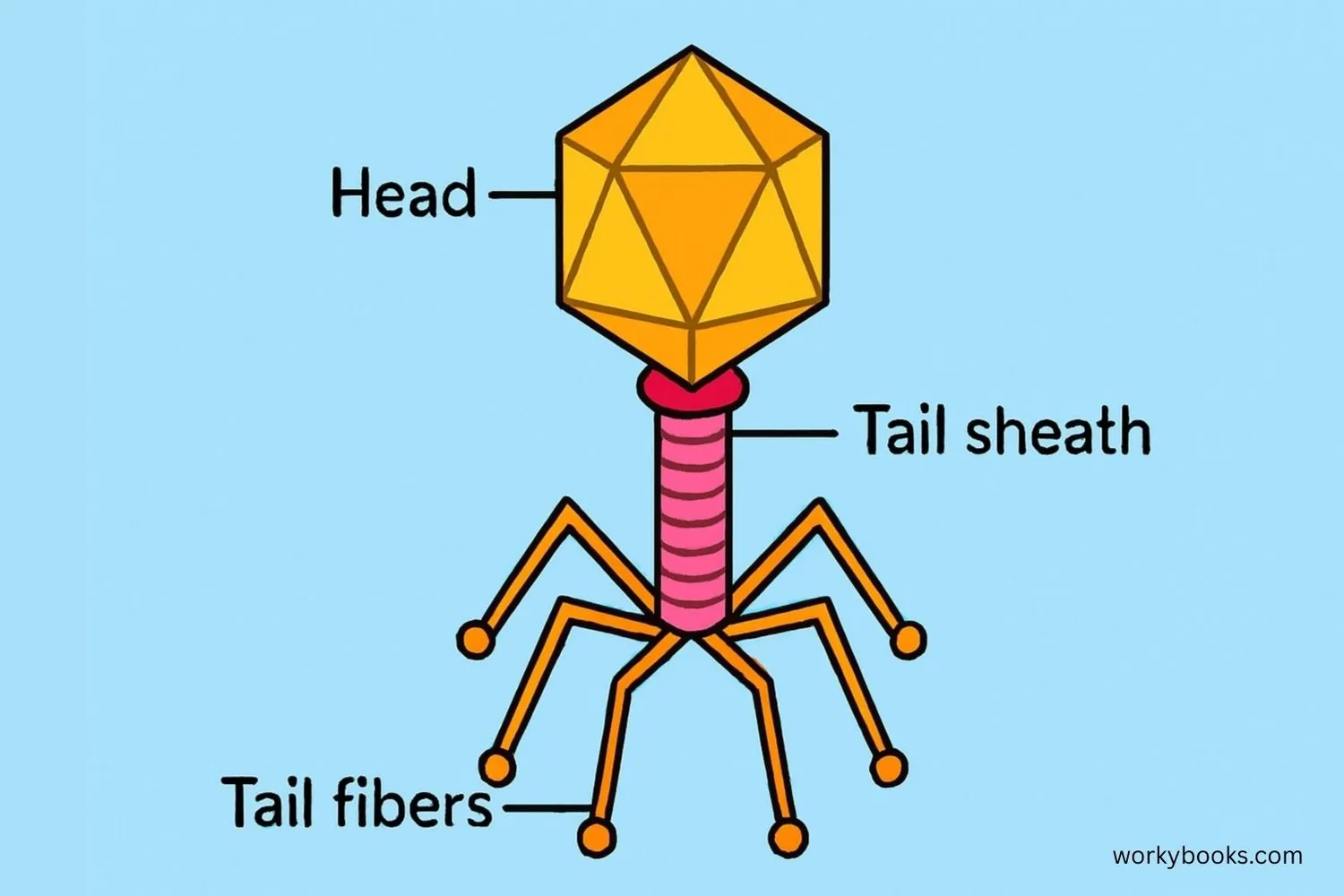 Visual representation of a bacteriophage: A virus with a geometric head, tail fibers, and a tail sheath that infects bacteria