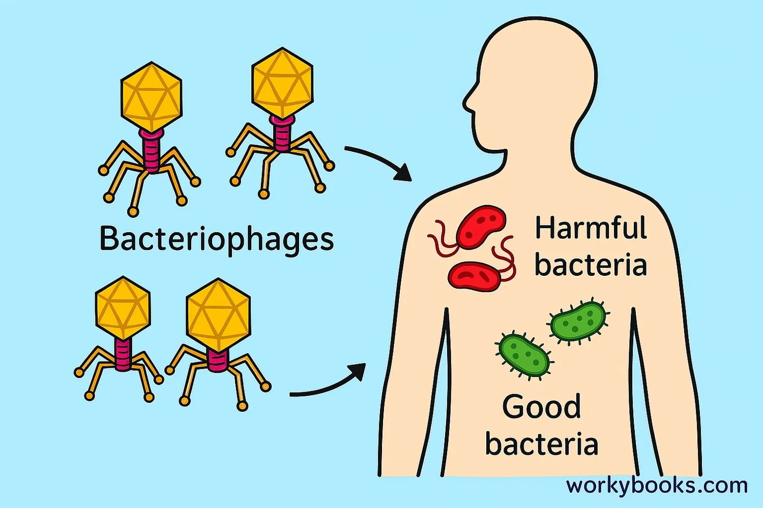 Illustration showing phage therapy: Bacteriophages attacking harmful bacteria in a human body while leaving good bacteria unharmed