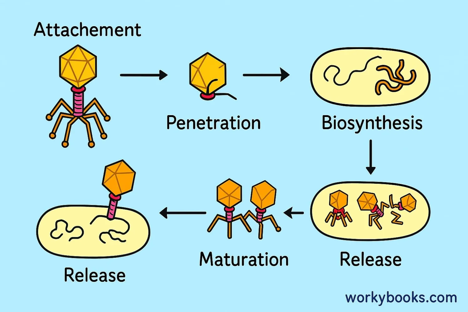 Diagram showing the lytic cycle of a bacteriophage: Attachment, penetration, biosynthesis, maturation, and release stages