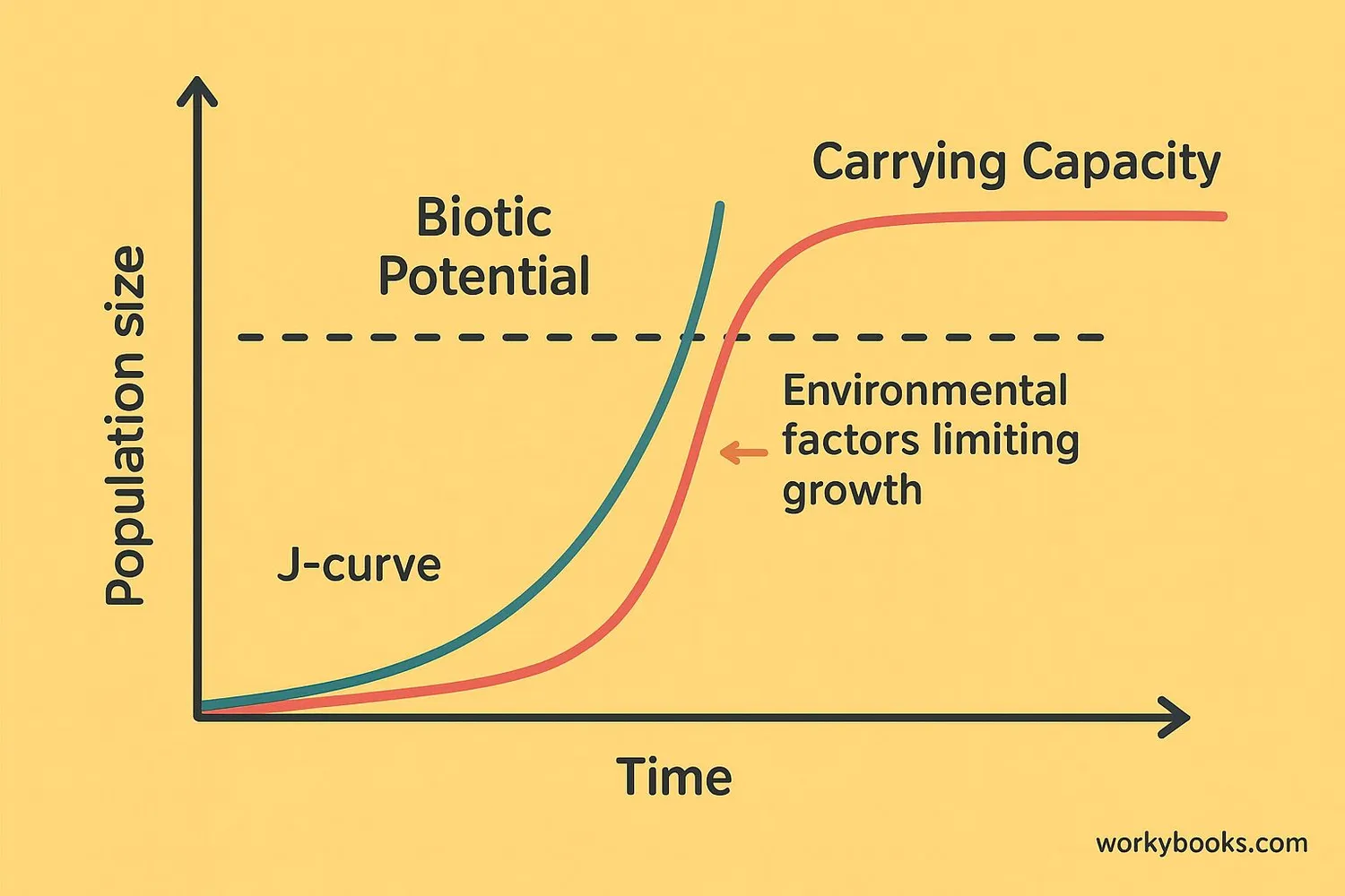Comparison chart showing exponential growth of biotic potential versus the S-curve of carrying capacity