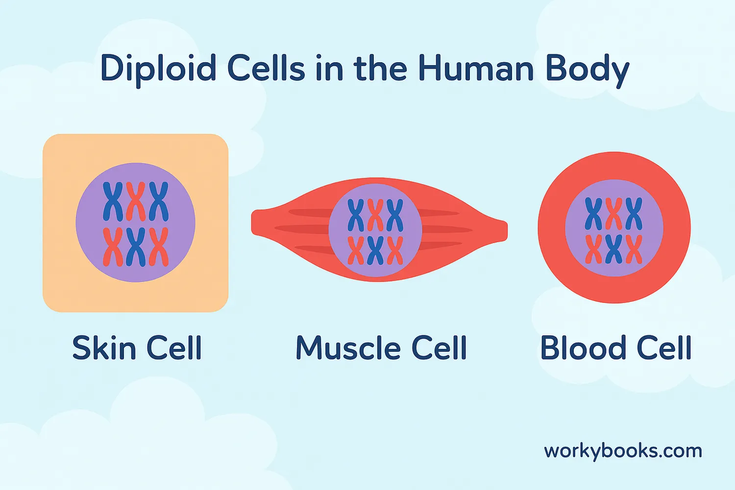 Different types of diploid cells in the human body
