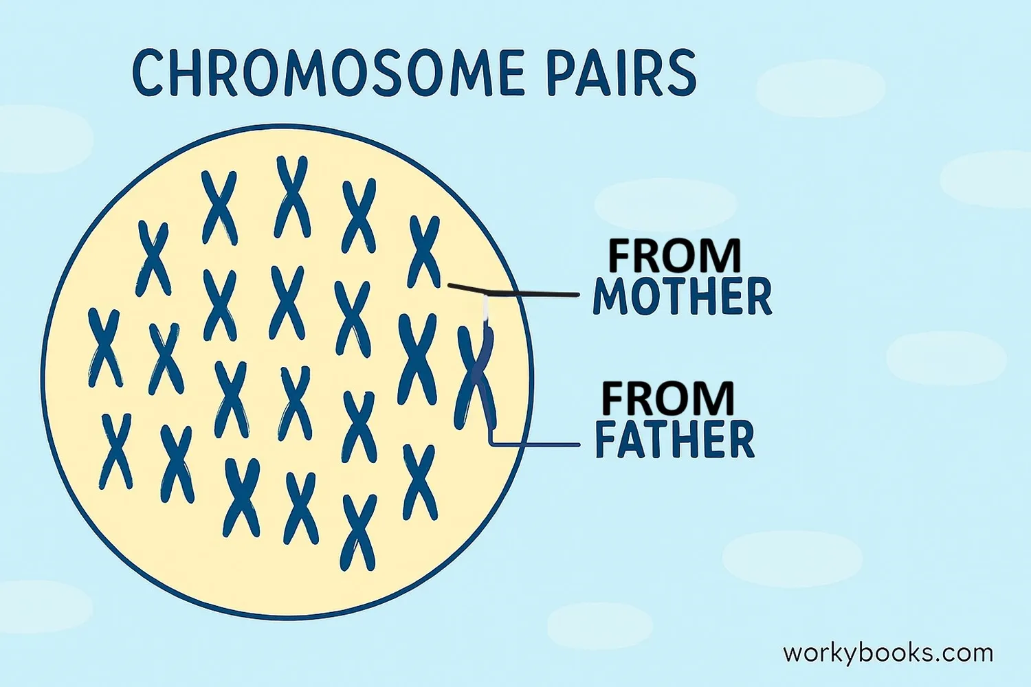 Illustration showing chromosome pairs in a diploid cell