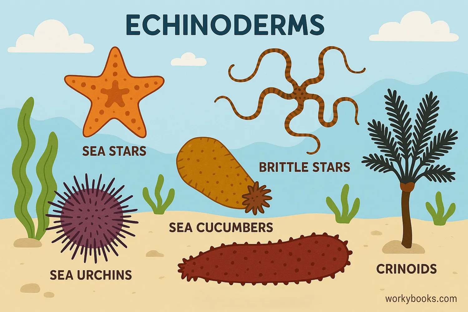 Five main classes of echinoderms with examples