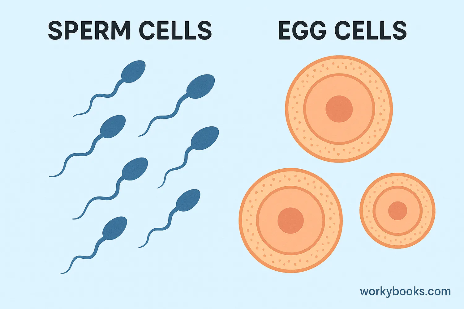 Illustration showing sperm and egg cells - the two types of gametes