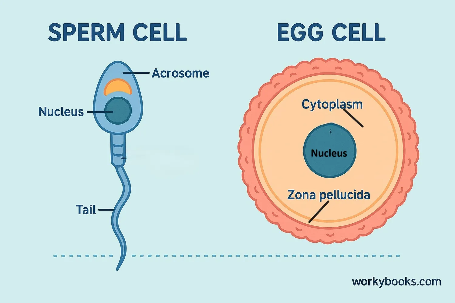 Comparison of male and female gametes showing size and structural differences