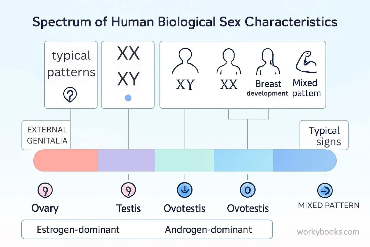 Respectful illustration showing the biological spectrum of sex characteristics
