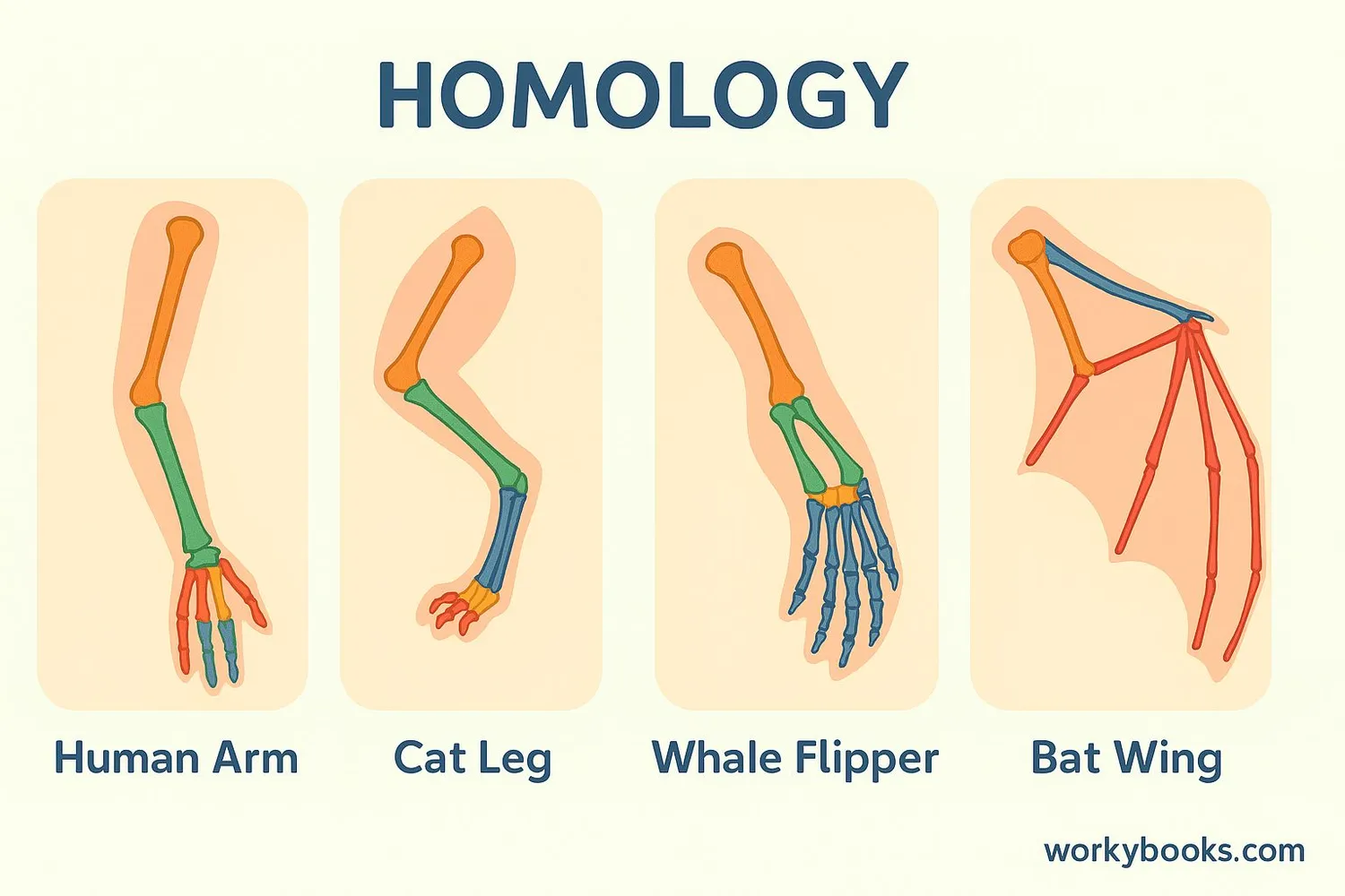 Visual representation of homologous structures showing similar bone structures in human, cat, whale, and bat limbs