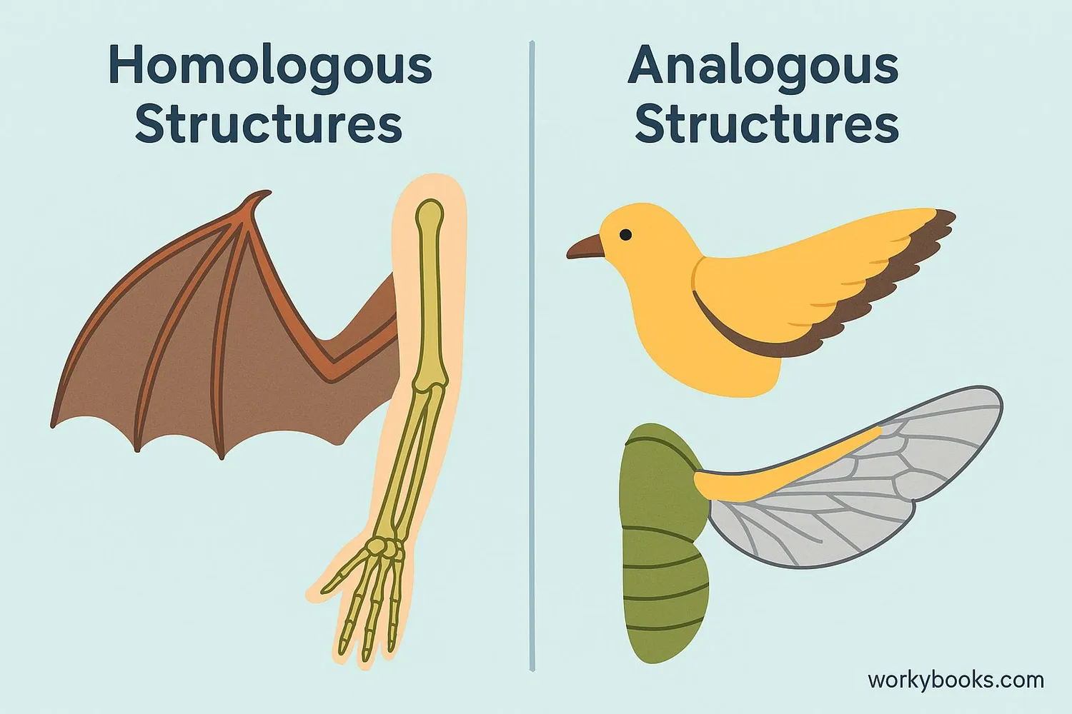 Comparison diagram showing homologous structures vs analogous structures