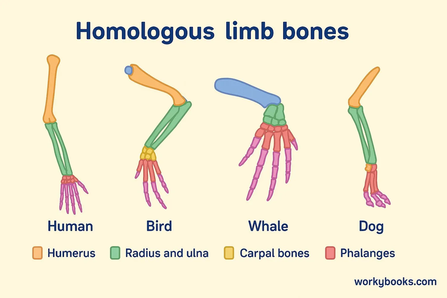 Diagram showing limb structure comparisons between human, bird, whale, and dog