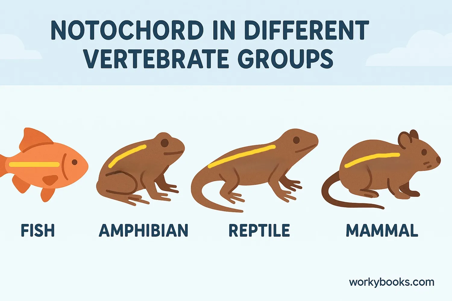 Comparison of notochord in different vertebrate groups