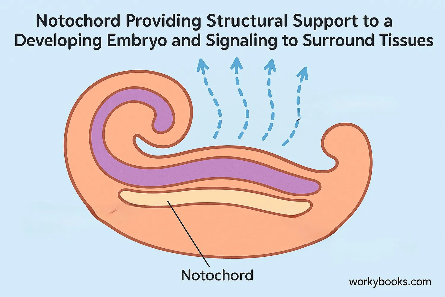 The notochord provides support and signaling during development