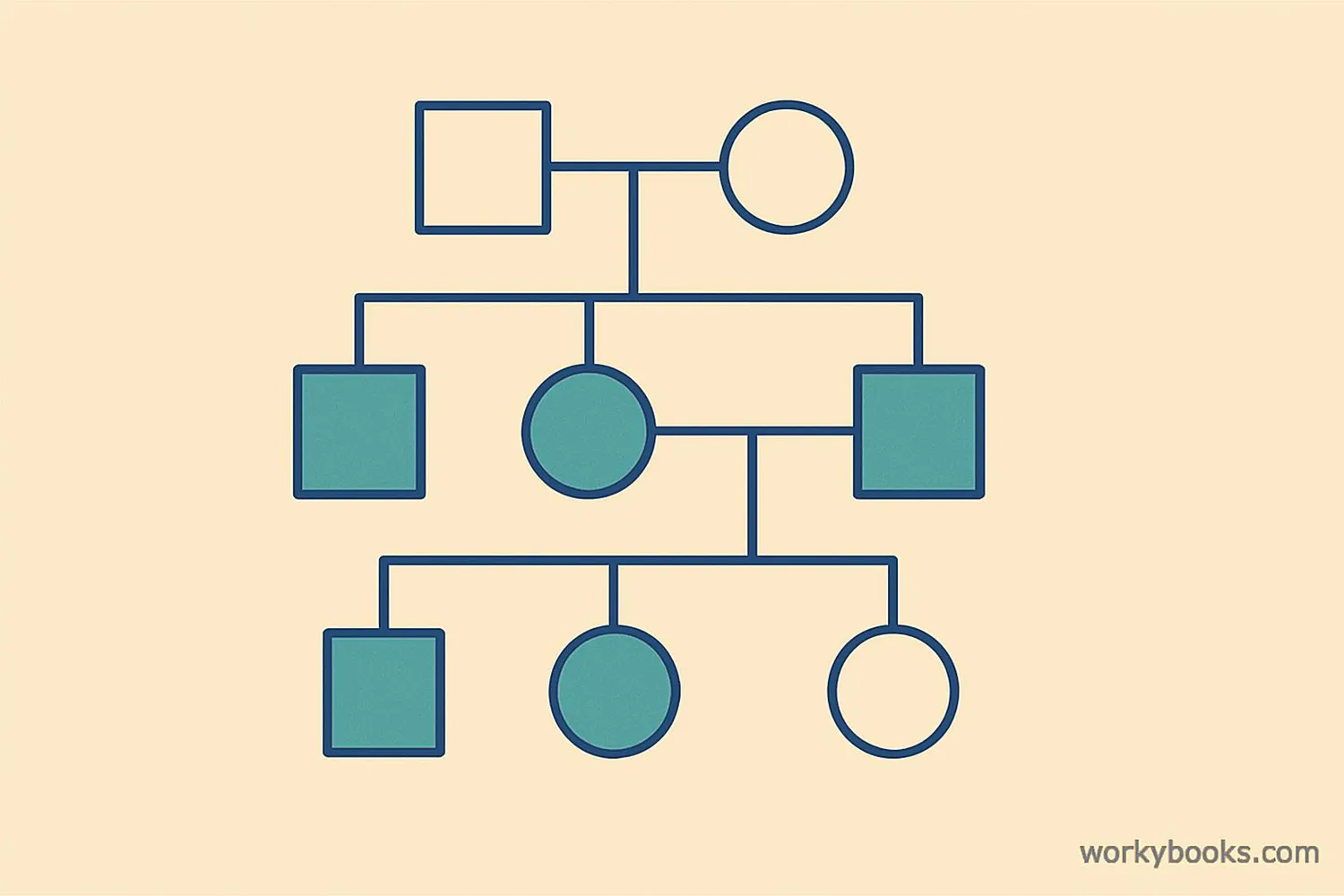 Simple pedigree chart showing three generations of a family with shapes representing males and females