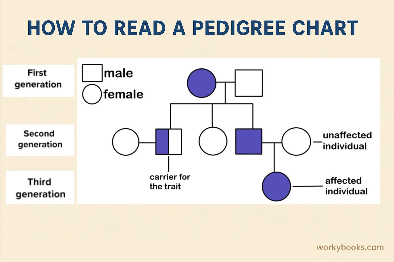 More detailed pedigree chart with labeled generations and explanation of relationships