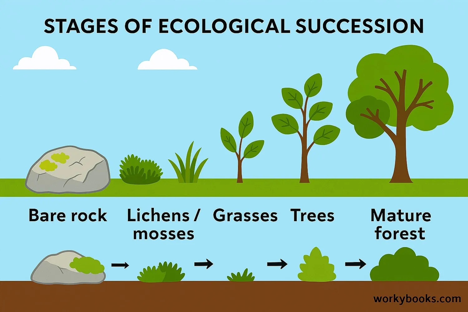 Diagram showing ecological succession from bare rock to mature forest with pioneer species starting the process