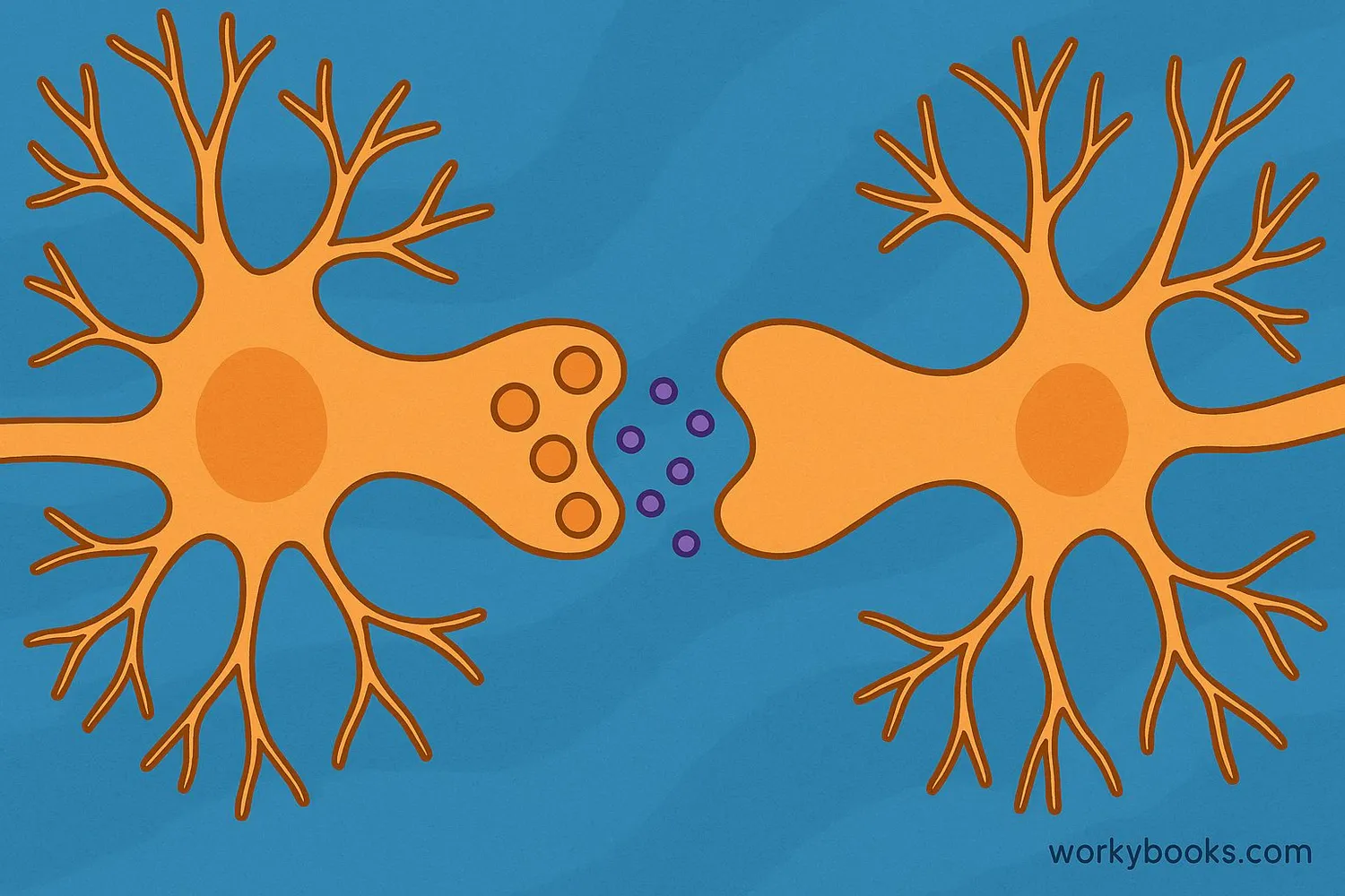 Visual representation of a synapse between two neurons