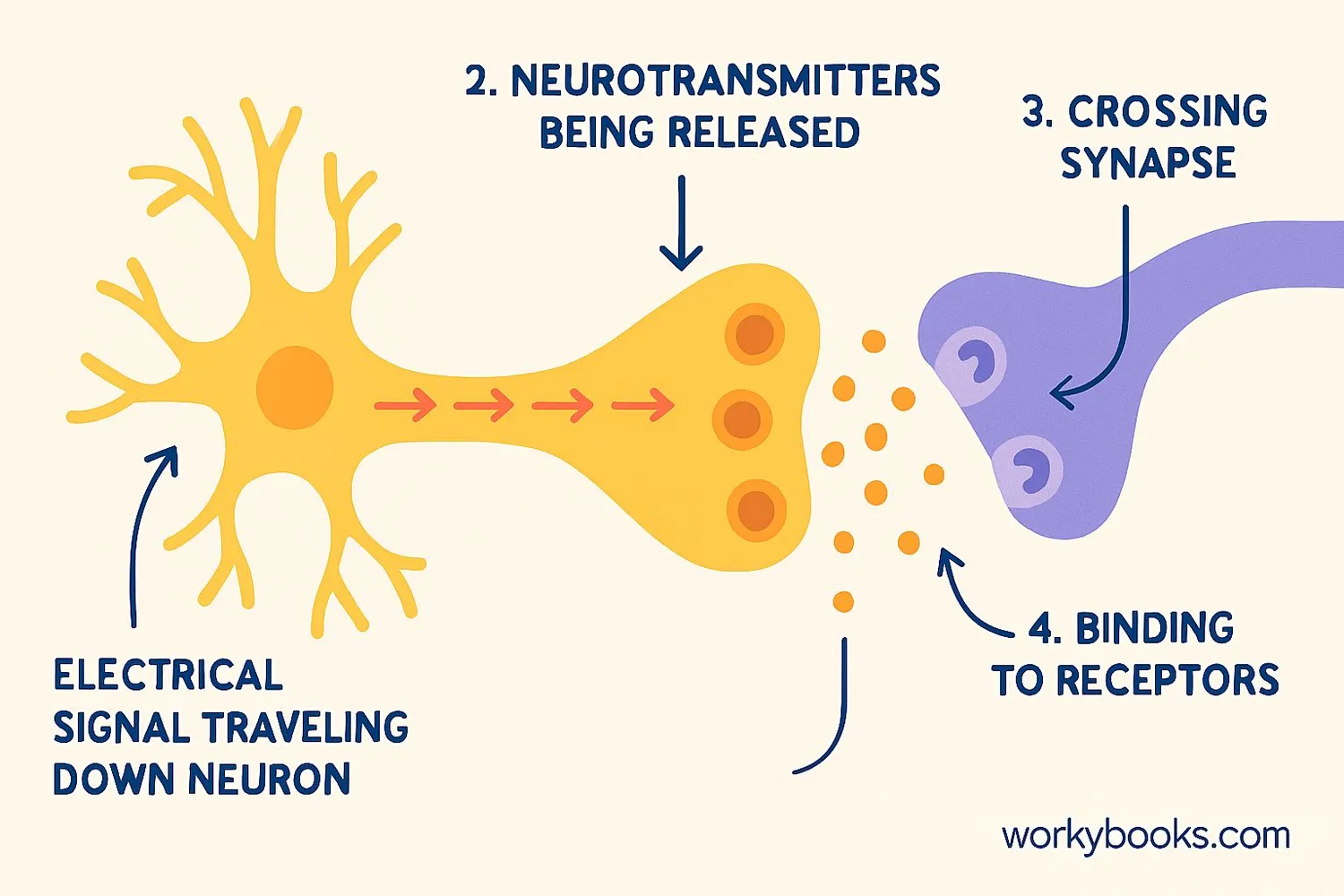 Diagram showing the process of synaptic transmission