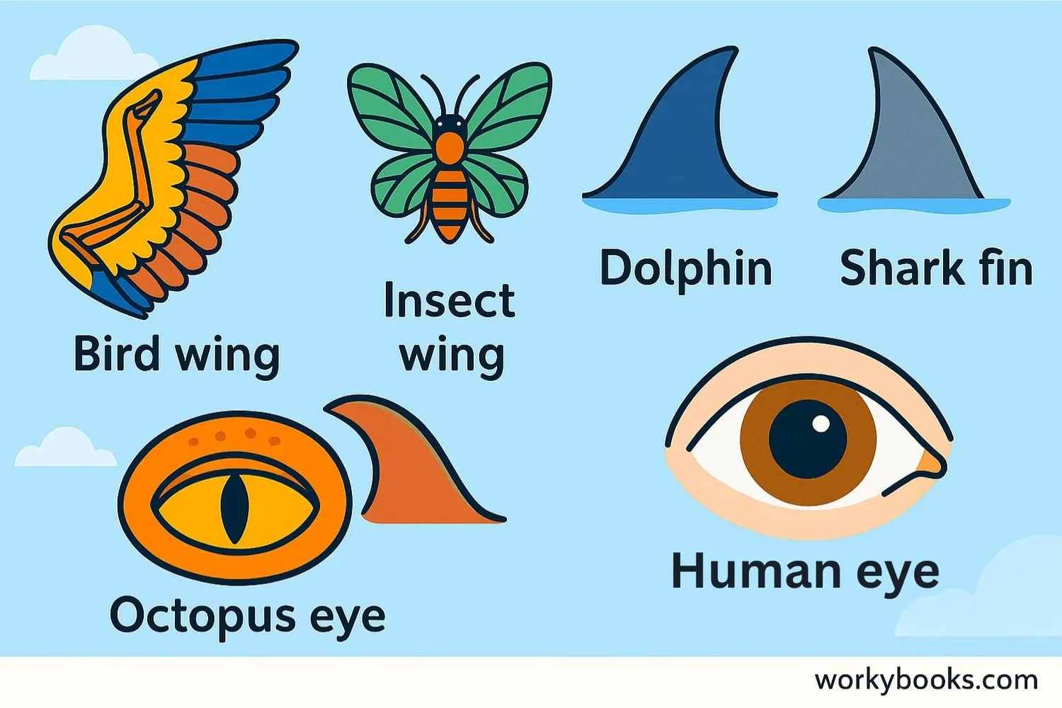 Examples of analogous structures: wings of birds and insects, fins of dolphins and sharks, eyes of octopuses and mammals
