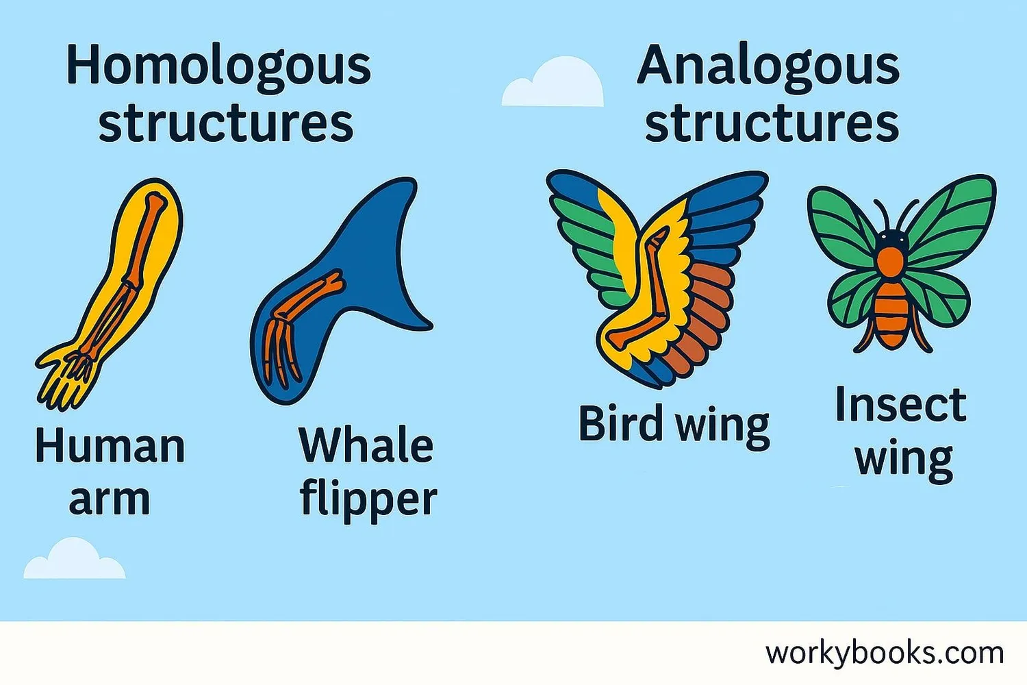 Comparison of analogous and homologous structures: bird wing vs bat wing (homologous) and bird wing vs insect wing (analogous)