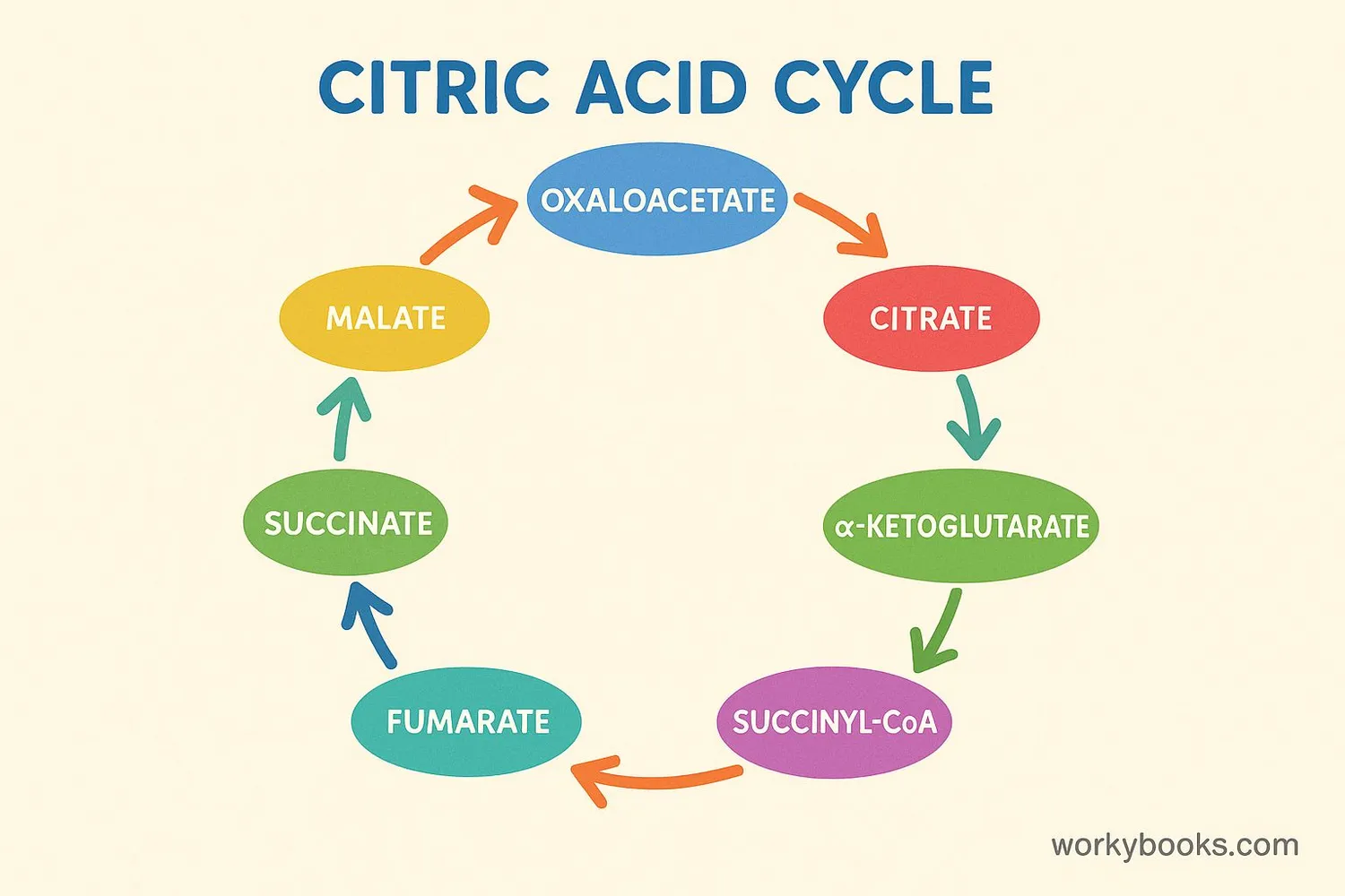 Visual representation of the citric acid cycle showing circular process with molecules transforming