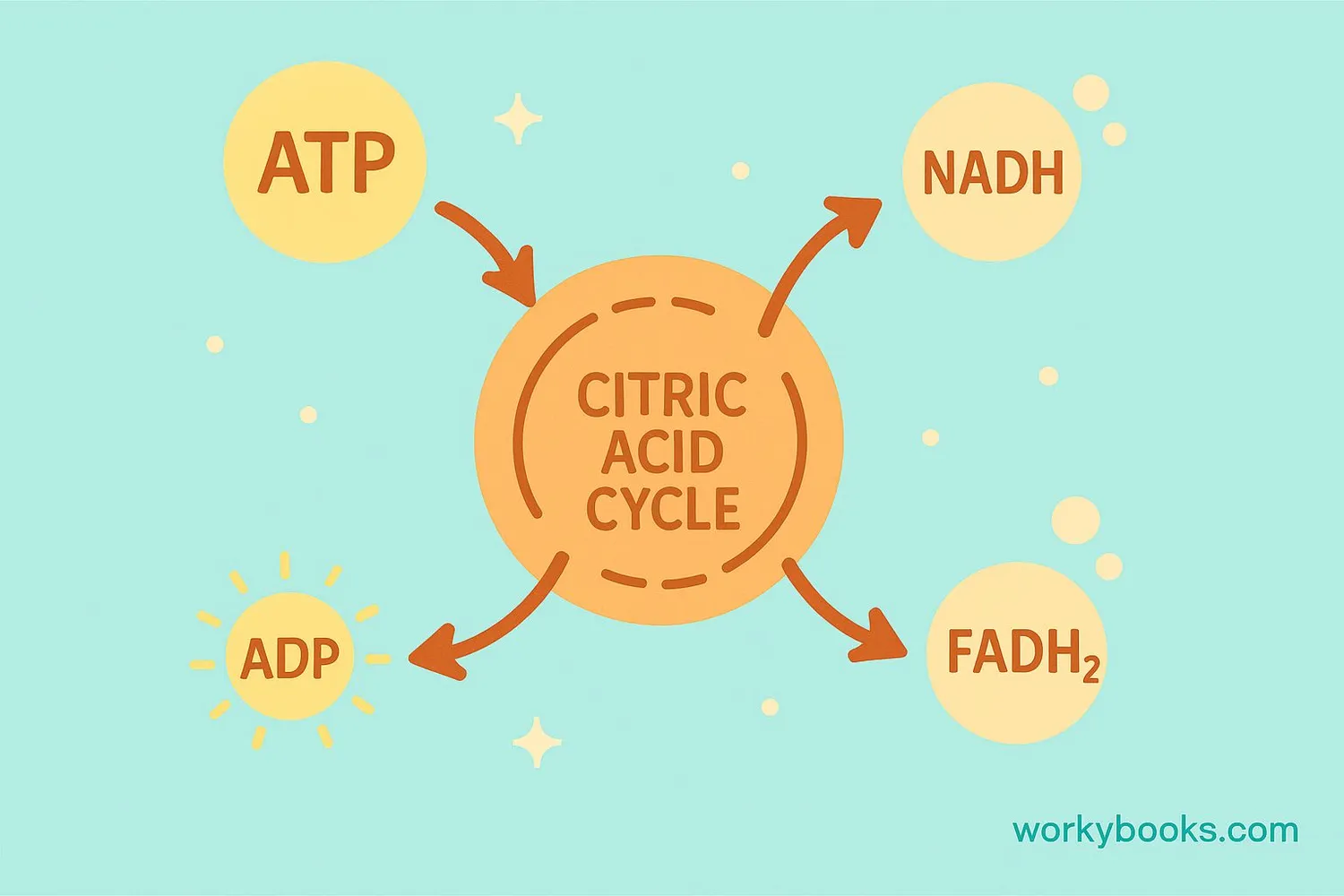 Visual showing energy molecules, carbon dioxide, and other products emerging from the citric acid cycle