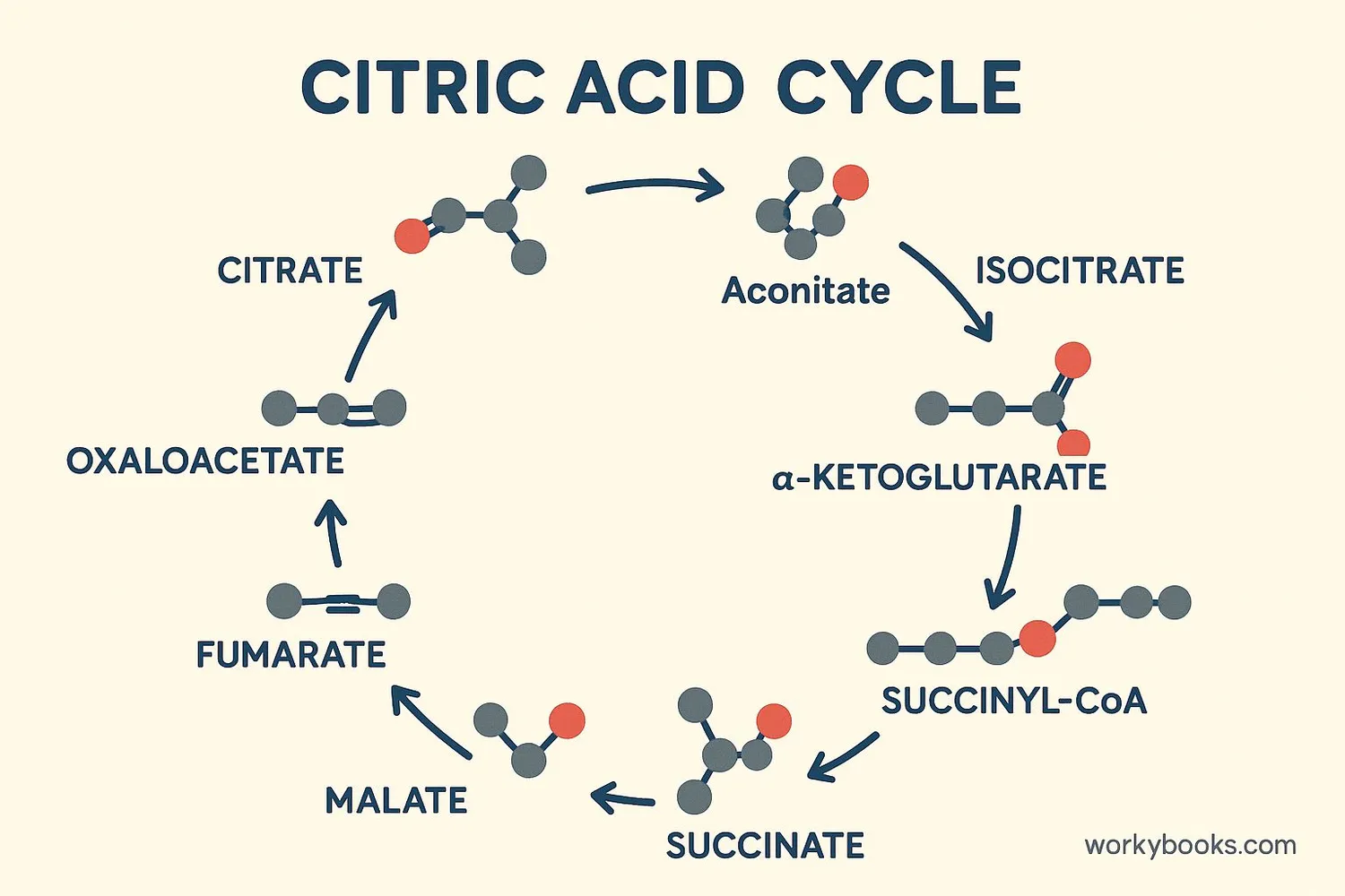 Diagram showing the 8 steps of the citric acid cycle with molecular changes at each step