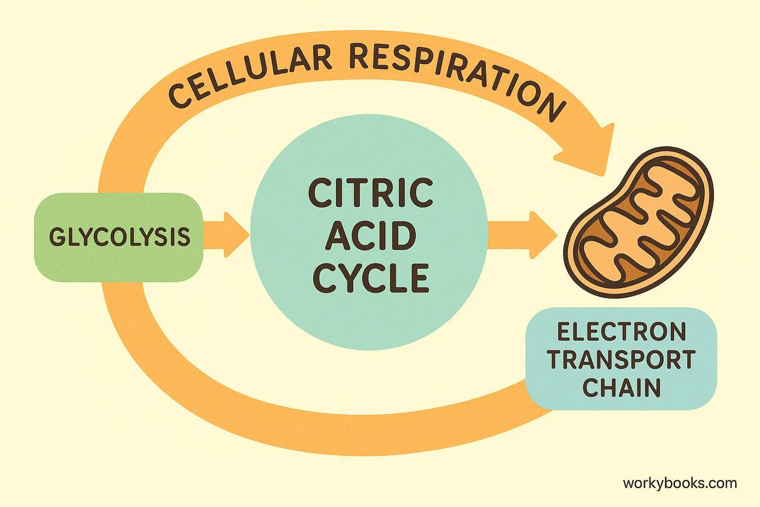 Diagram showing how the citric acid cycle connects to other cellular processes like electron transport chain