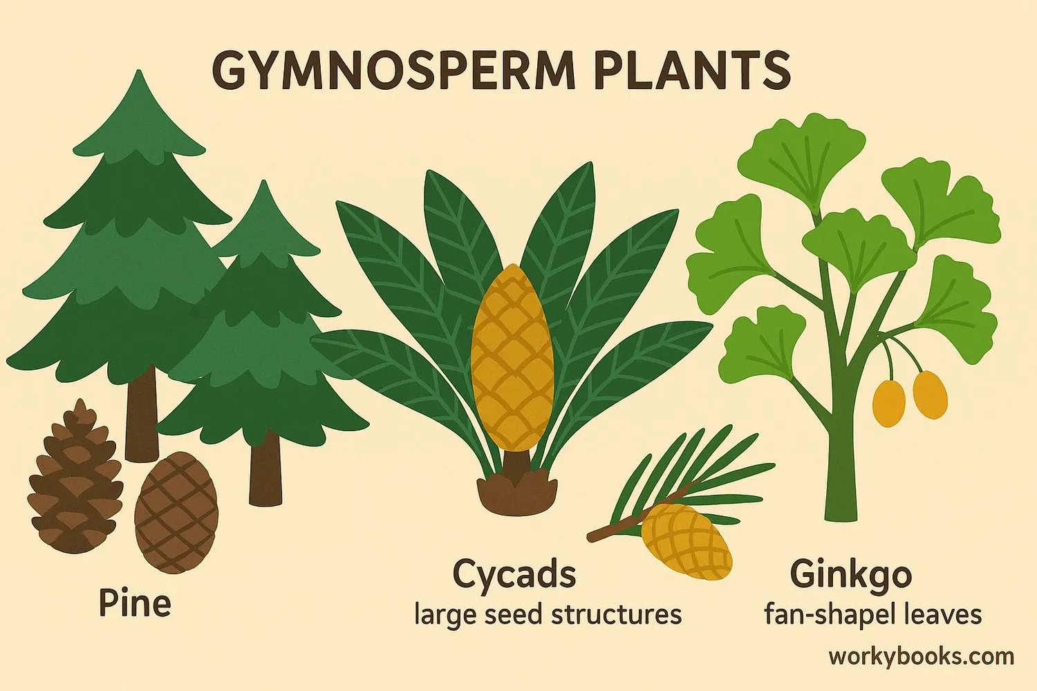 Visual representation of different gymnosperms including pine trees, cycads, and ginkgo trees
