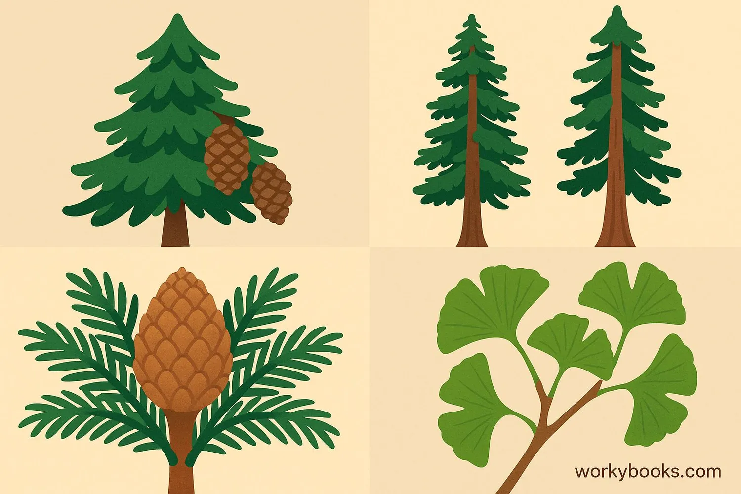 Collage of gymnosperm examples