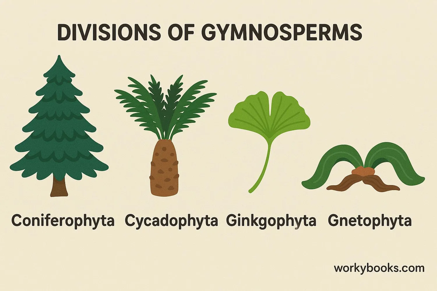 Diagram showing the four divisions of gymnosperms